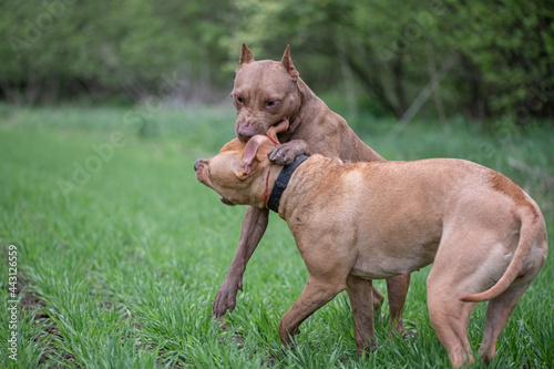 Two young purebred pit bull terriers fight in the meadow.