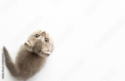 gray fluffy small kitten sits on a white floor and looks up