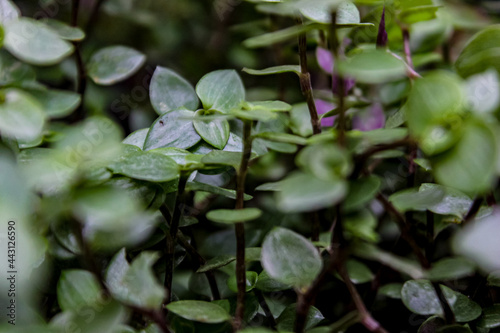 close up of a plant