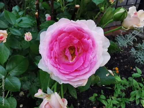 Beautiful white and pink ga...