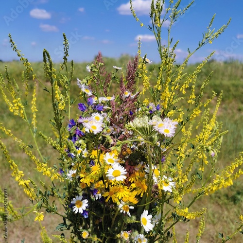Field with yellow and white...