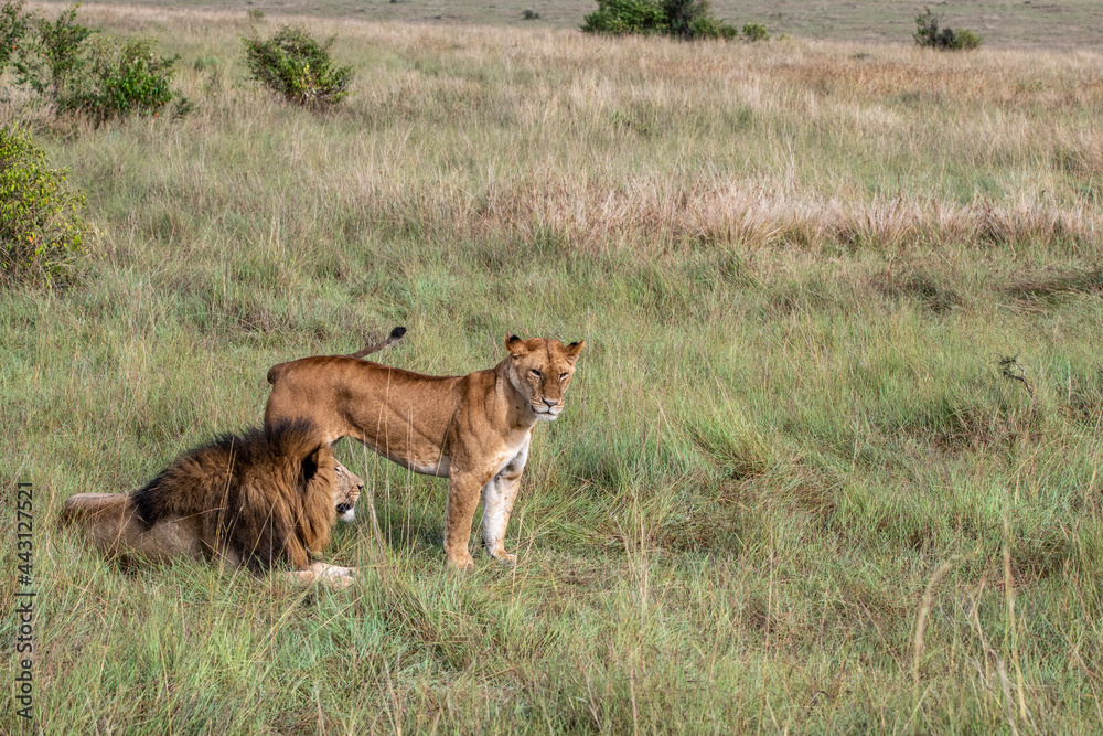lions are lazily resting in the shade of trees and are caring for their partner lions are lazily resting in the shade of trees and are caring for their partner