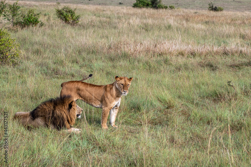lions are lazily resting in the shade of trees and are caring for their partner 
