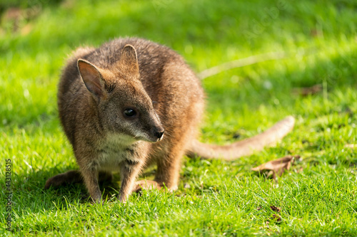 Canvas-taulu The parma wallaby (Macropus parma) is the smallest member of the marsupial genus Macropus