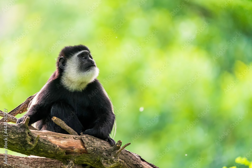 Obraz premium The mantled guereza (Colobus guereza), the eastern black-and-white colobus, or the Abyssinian black-and-white colobus, is a black-and-white colobus, a type of Old World monkey on a branch.