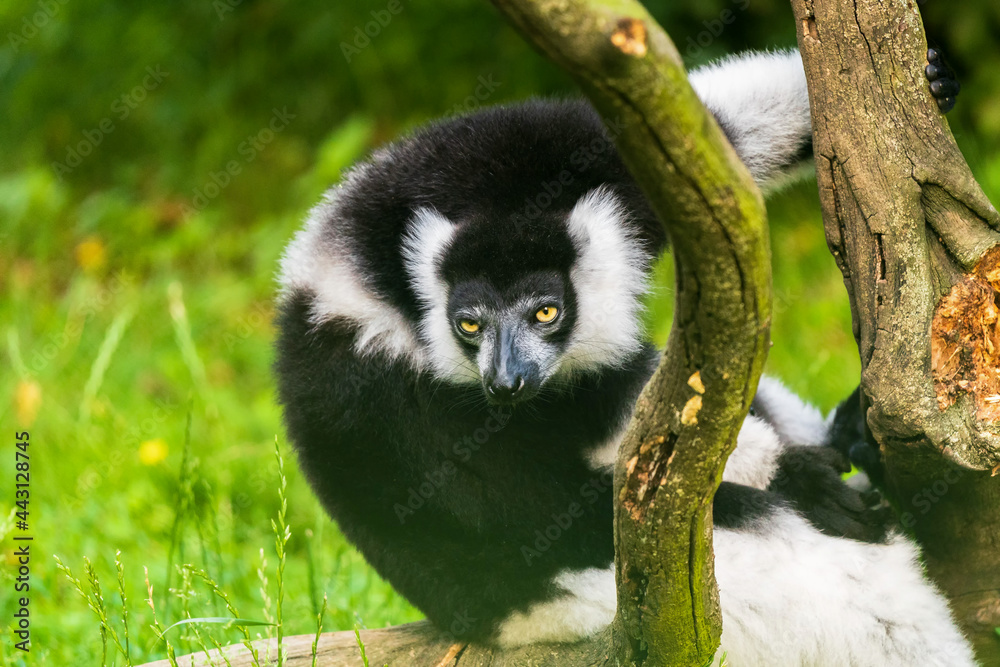 Fototapeta premium Another sexually dichromatic subspecies, the white-fronted brown lemur ranges throughout the rainforest remnants of northeastern Madagascar.