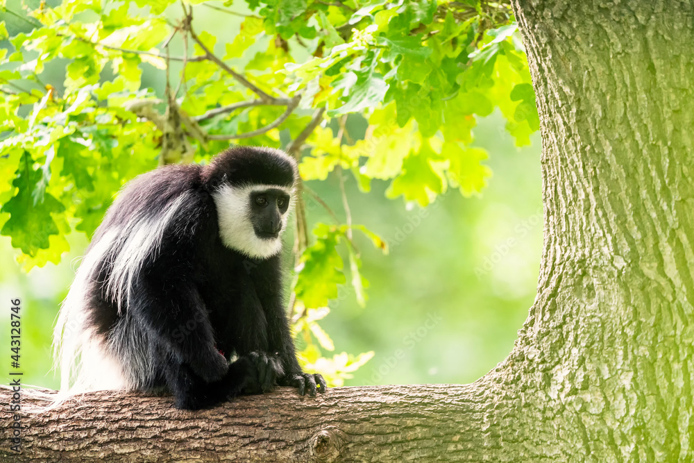 Obraz premium The mantled guereza (Colobus guereza), the eastern black-and-white colobus, or the Abyssinian black-and-white colobus, is a black-and-white colobus, a type of Old World monkey on a branch.
