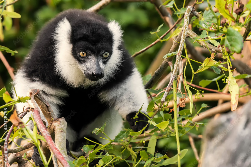 Naklejka premium Another sexually dichromatic subspecies, the white-fronted brown lemur ranges throughout the rainforest remnants of northeastern Madagascar.