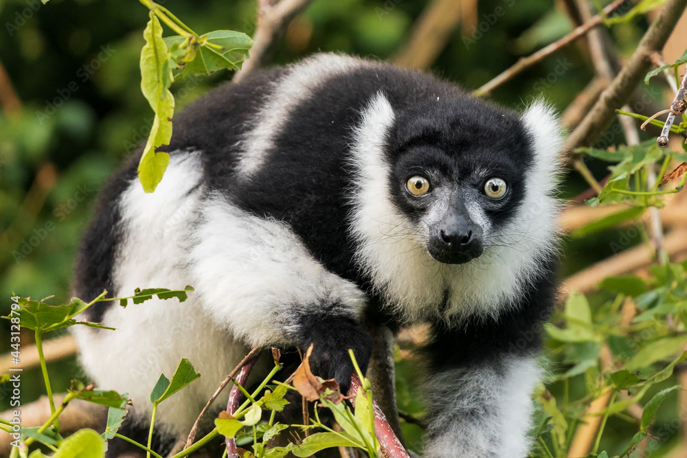 Fototapeta premium Another sexually dichromatic subspecies, the white-fronted brown lemur ranges throughout the rainforest remnants of northeastern Madagascar.