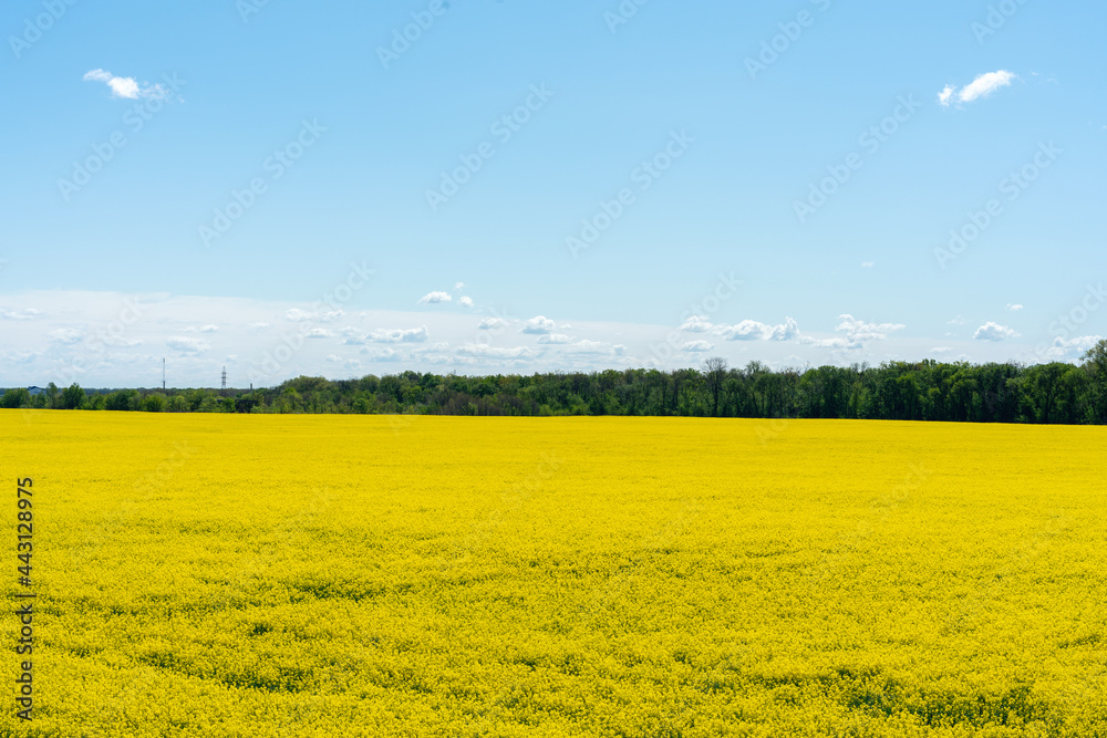Colorful yellow spring rapeseed field on a sunny day with beautiful blue sky