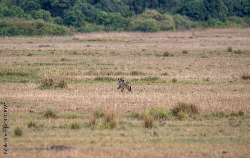 African foxes with large fennec foxes walk in a meadow with tall grass  © константин константи