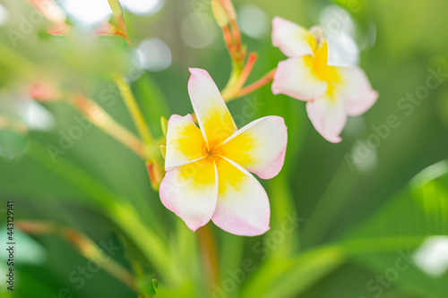 White plumeria on the plumeria tree,