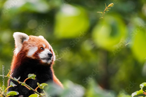 The red panda is larger than a domestic cat with a bear-like body and thick russet fur. The belly and limbs are black, and there are white markings on the side of the head and above its small eyes. photo