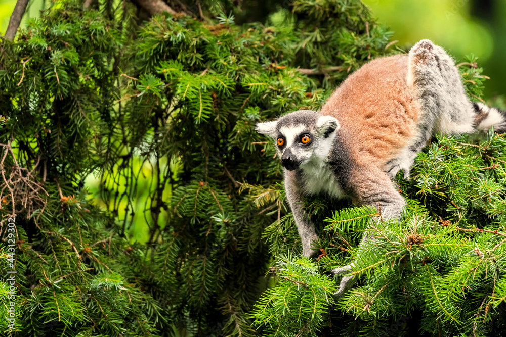 Obraz premium The ring-tailed lemur (Lemur catta) is a large strepsirrhine primate and the most recognized lemur due to its long, black and white ringed tail. It belongs to Lemuridae.