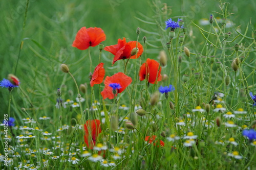 The red poppy within the summer field