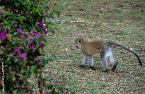 family of monkeys with offspring are resting near the road 