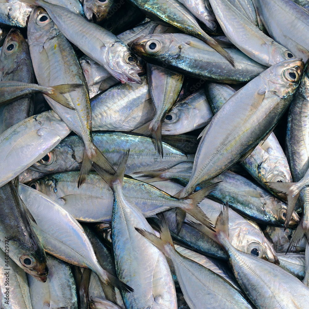 Obraz premium Catching fish. The Common roach