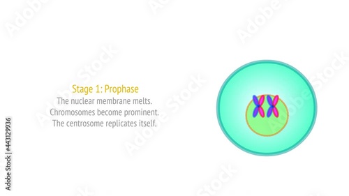 Stages of Mitosis phases animation. Cell division stages diagram. Anaphase, telophase, metaphase, pro metaphase, prophase, cytokinesis steps footage. With explanations. Draw, illustration video photo