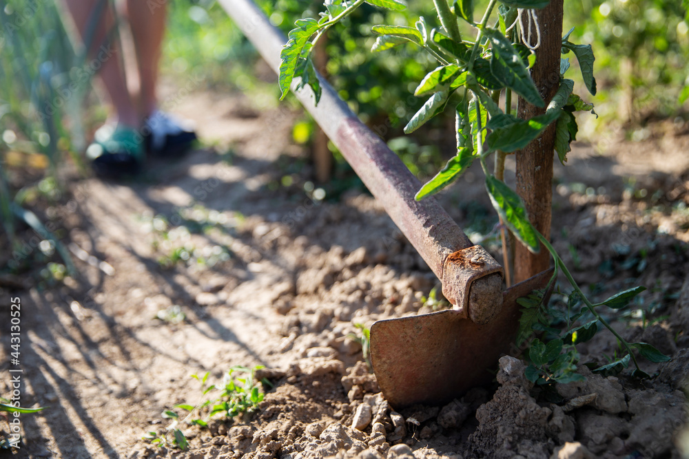 Close-up hoeing tomatoes. Hoe from hand tools used for hoeing and planting flowers. Caring for garden herbts. Garden tools. Close-up hoeing tomatoes. Hoe from hand tools used for hoeing and planting flowers. Caring for garden herbts. Garden tools.