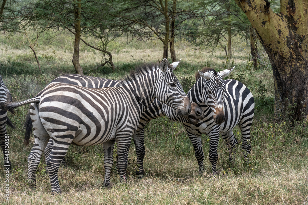 playful zebras combine food in a green meadow with love games and harassment playful zebras combine food in a green meadow with love games and harassment
