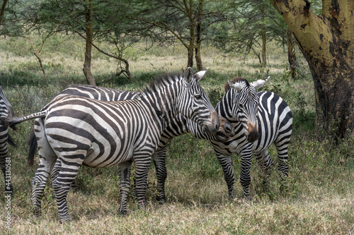 playful zebras combine food in a green meadow with love games and harassment 