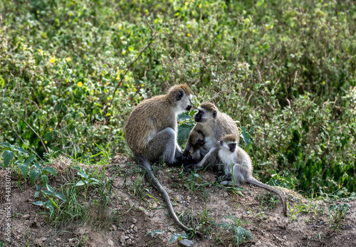 family of monkeys with offspring are resting near the road 