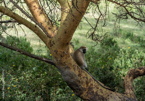 family of monkeys with offspring are resting near the road 