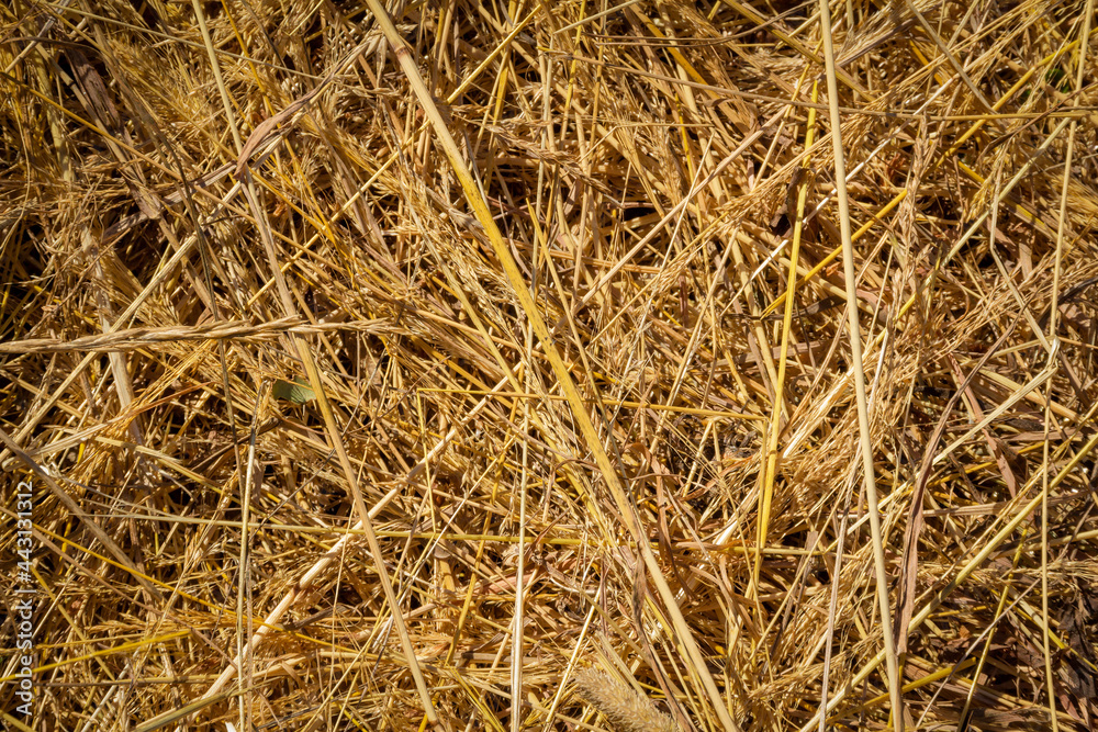 Dry cut grass or hay as abstract background in sunlight Dry cut grass or hay as abstract background in sunlight