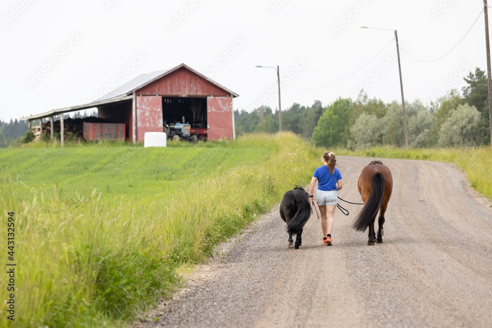 Obraz premium Young woman evening walk with two horses. One icelandic horse