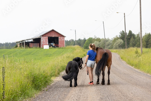 Young woman evening walk with two horses. One icelandic horse