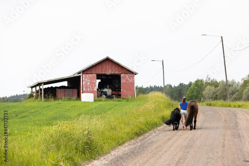 Young woman evening walk with two horses. One icelandic horse © AnttiJussi