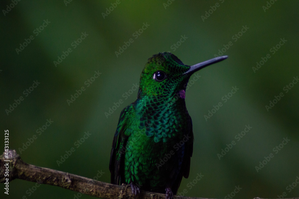 Fototapeta premium hummingbird in flight