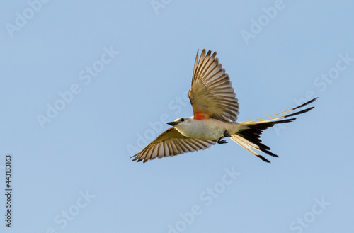 Scissor-tailed flycatcher (Tyrannus forficatus) flying in blue sky, Galveston, Texas, USA.