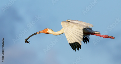 American white ibis (Eudocimus albus) flying with a crab in its beak, Galveston, Texas, USA. photo
