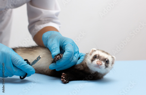 Ferret in vet clinic Scissors for claws for pets such as dogs and cats or ferrets isolated on white