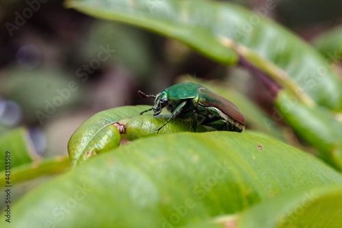 green shield bug