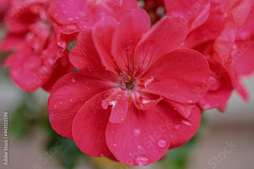 close up of a pink flower