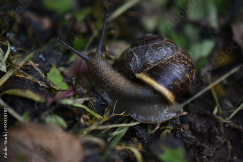 A snail on the ground