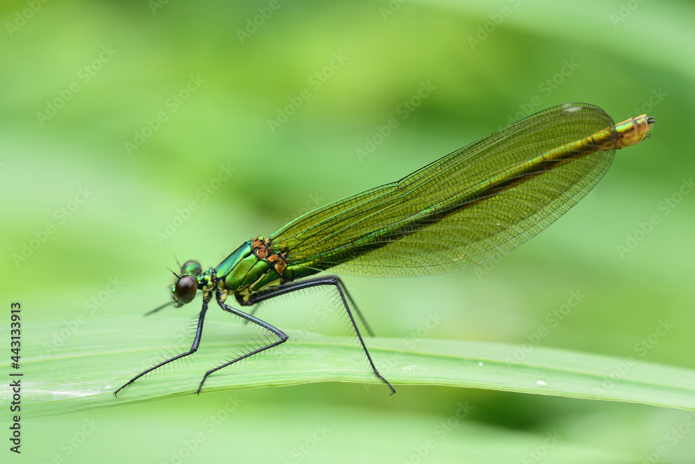 a dragonfly of the genus Demoiselle (Calopteryx) sits on a damp blade of grass in nature, against a green background a dragonfly of the genus Demoiselle (Calopteryx) sits on a damp blade of grass in nature, against a green background
