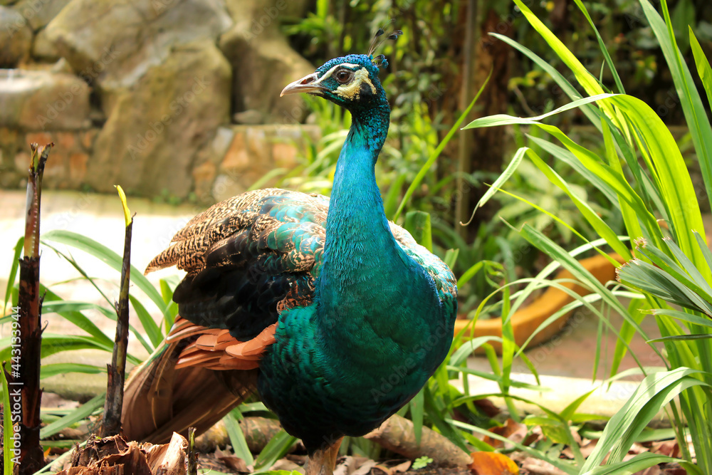 Obraz premium peacock in the park