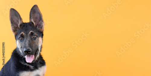 A beautiful puppy is the German shepherd, isolated on an orange background. Fluffy dog close-up of brown and black color banner with copy space