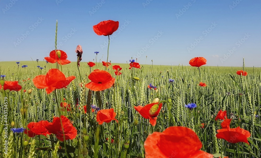 Obraz premium field of poppies