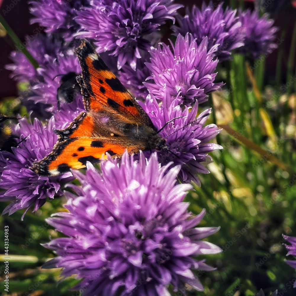 Obraz premium butterfly on flower