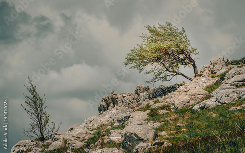 Close up of old and young tree in the mountains surrounded with stone and green grass. Postak peek, Lika,Croatia.