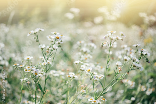 Summer floral background with wild chamomile flowers at sunset meadow, wild chamomile flowers field