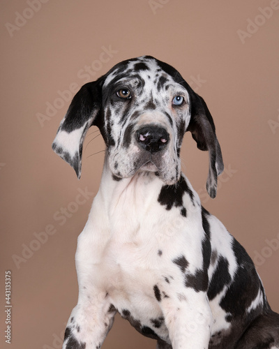 Harlequin colored Great Dane Dog or German Dog, odd eye puppy the largest dog breed in the world isolated in beige