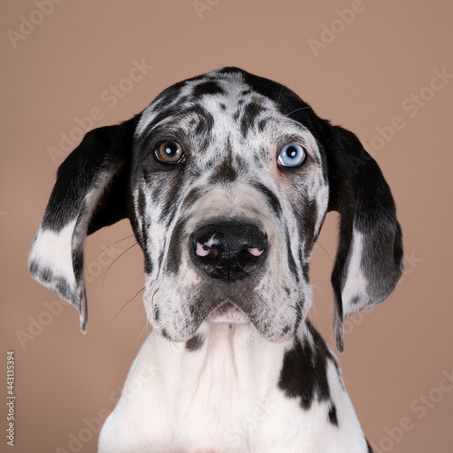 Harlequin colored Great Dane Dog or German Dog, odd eye puppy the largest dog breed in the world isolated in beige