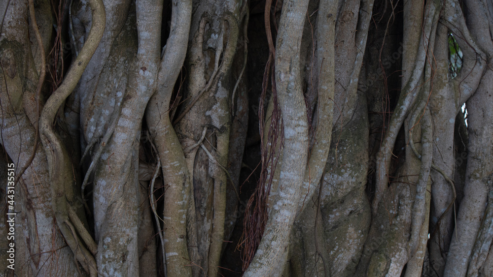 Image of the roots of a large bot tree. Pictures of wild trees. Picture of the roots of a large Banyan tree along the river. Image of the roots of a large bot tree. Pictures of wild trees. Picture of the roots of a large Banyan tree along the river.