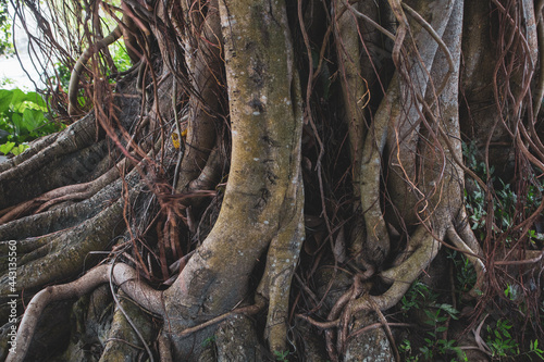 Picture of the roots of a large Banyan tree along the river. A banyan tree in Bangladesh (Ficus benhalensis).