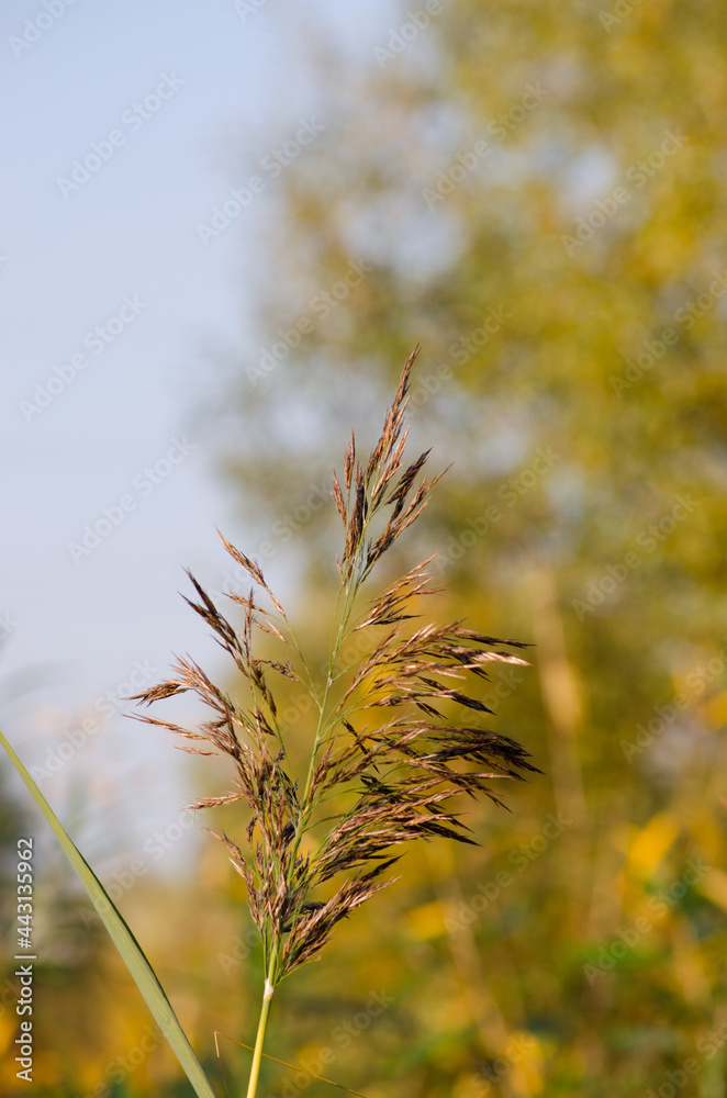 Ears of grass Ears of grass